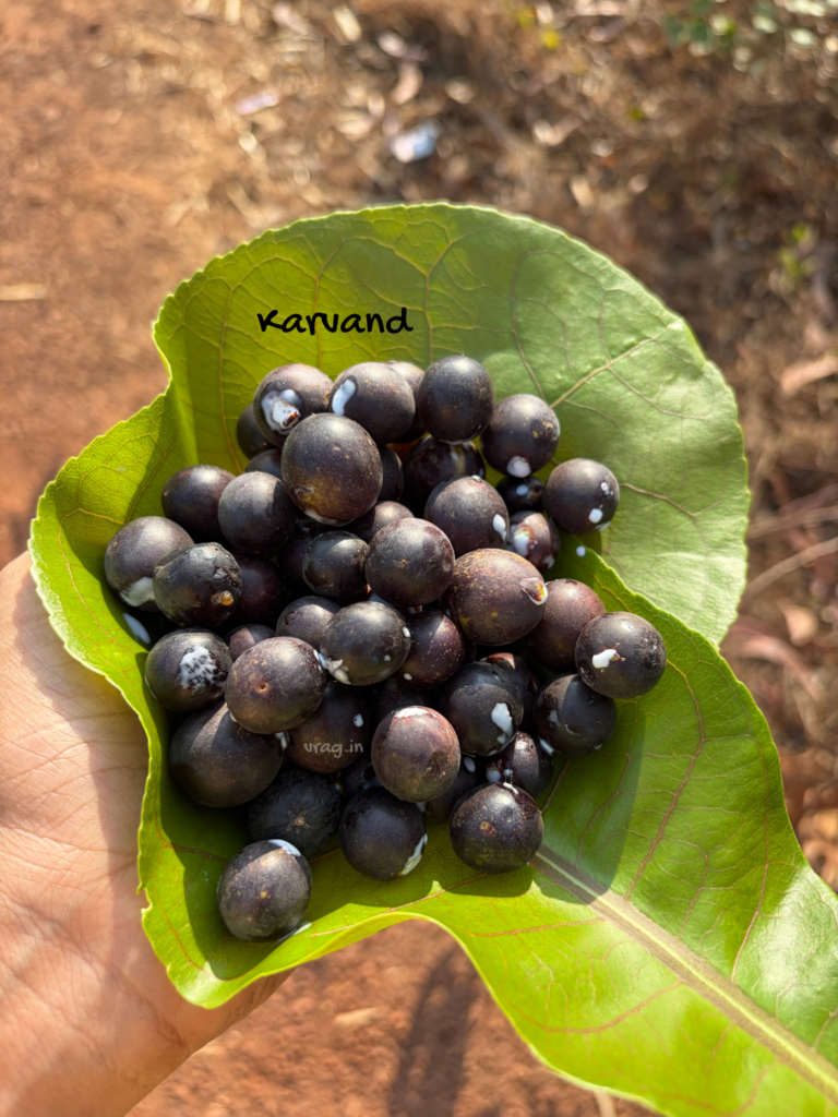 Kokani Mewa
